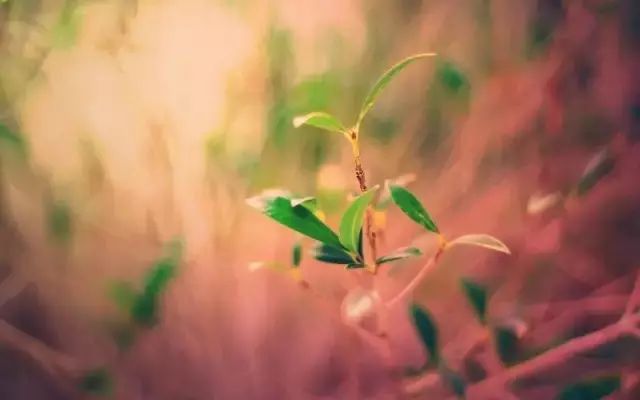 積極的語言能把你帶向美好的人生！