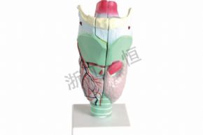 生物及醫(yī)療模型3305 喉解剖模型
