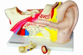 生物及醫(yī)療模型3310-1 耳解剖模型