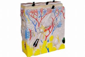 生物及醫(yī)療模型3311-3  皮膚結(jié)構(gòu)模型